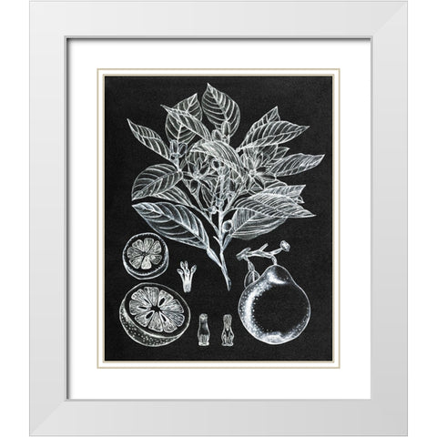 Citrus Botanical Study I White Modern Wood Framed Art Print with Double Matting by Wang, Melissa