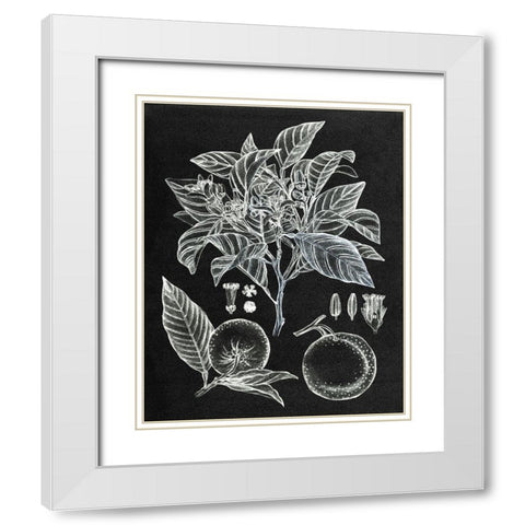 Citrus Botanical Study II White Modern Wood Framed Art Print with Double Matting by Wang, Melissa