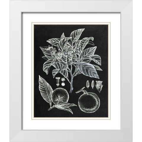 Citrus Botanical Study II White Modern Wood Framed Art Print with Double Matting by Wang, Melissa