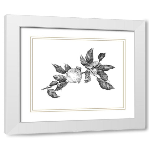Apple Etching II White Modern Wood Framed Art Print with Double Matting by Scarvey, Emma