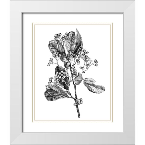 Hawthorn Berry Branch II White Modern Wood Framed Art Print with Double Matting by Scarvey, Emma