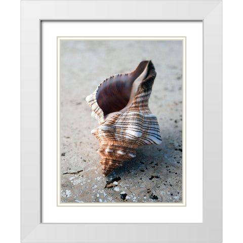 Gifts of the Shore II White Modern Wood Framed Art Print with Double Matting by Ray, Elena