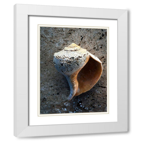 Gifts of the Shore V White Modern Wood Framed Art Print with Double Matting by Ray, Elena