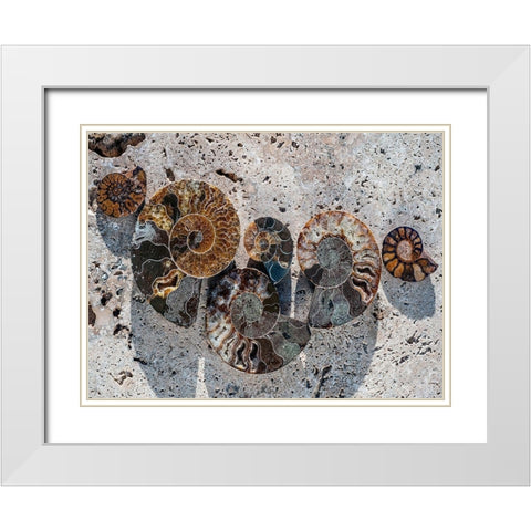 Gifts of the Shore XIV White Modern Wood Framed Art Print with Double Matting by Ray, Elena