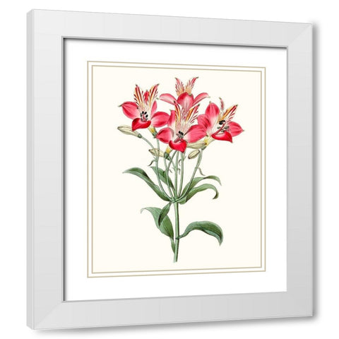 Roseate Blooms I White Modern Wood Framed Art Print with Double Matting by Vision Studio