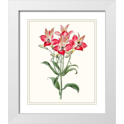 Roseate Blooms I White Modern Wood Framed Art Print with Double Matting by Vision Studio