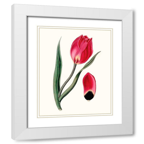 Roseate Blooms II White Modern Wood Framed Art Print with Double Matting by Vision Studio