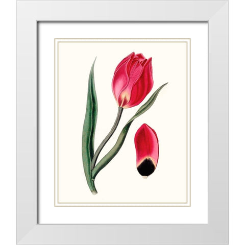 Roseate Blooms II White Modern Wood Framed Art Print with Double Matting by Vision Studio