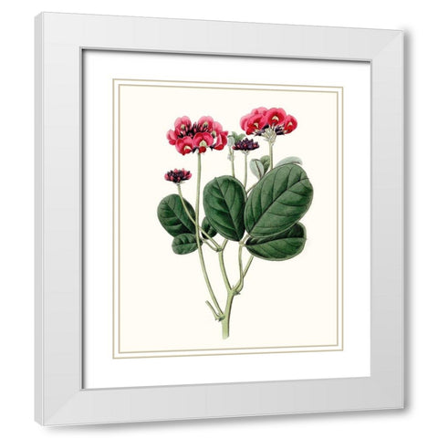 Roseate Blooms III White Modern Wood Framed Art Print with Double Matting by Vision Studio