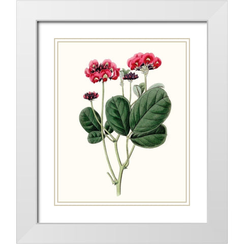 Roseate Blooms III White Modern Wood Framed Art Print with Double Matting by Vision Studio