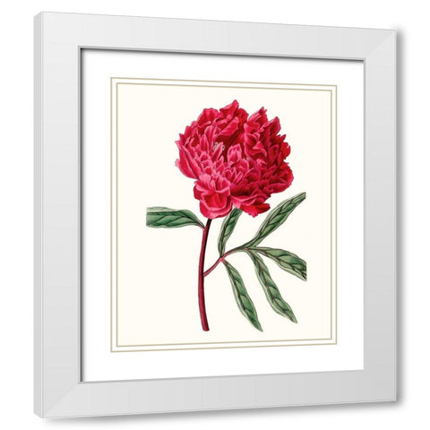 Roseate Blooms IV White Modern Wood Framed Art Print with Double Matting by Vision Studio