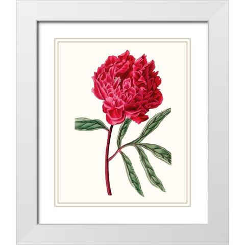 Roseate Blooms IV White Modern Wood Framed Art Print with Double Matting by Vision Studio