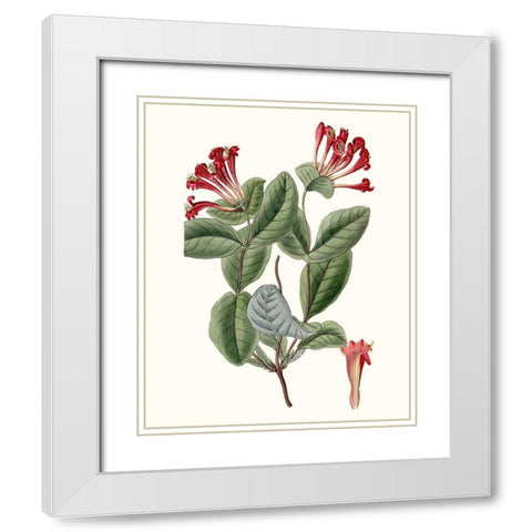 Roseate Blooms V White Modern Wood Framed Art Print with Double Matting by Vision Studio