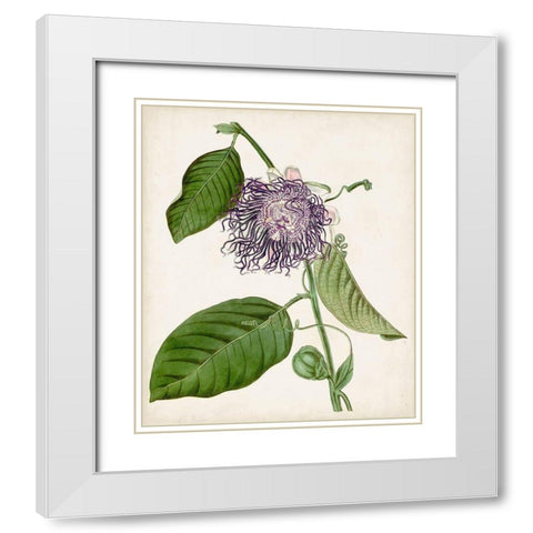 Vintage Passionflower I White Modern Wood Framed Art Print with Double Matting by Vision Studio