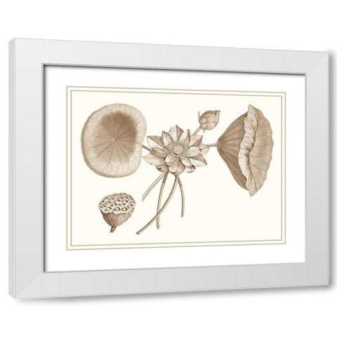 Sepia Water Lily I White Modern Wood Framed Art Print with Double Matting by Vision Studio