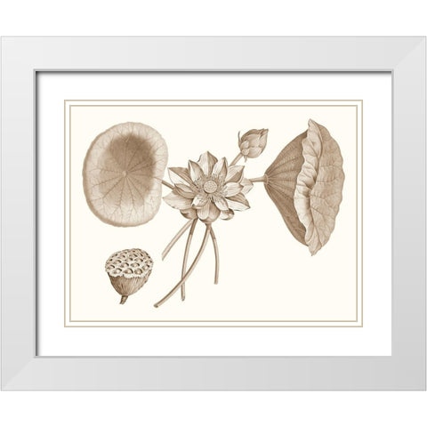 Sepia Water Lily I White Modern Wood Framed Art Print with Double Matting by Vision Studio