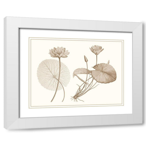 Sepia Water Lily II White Modern Wood Framed Art Print with Double Matting by Vision Studio