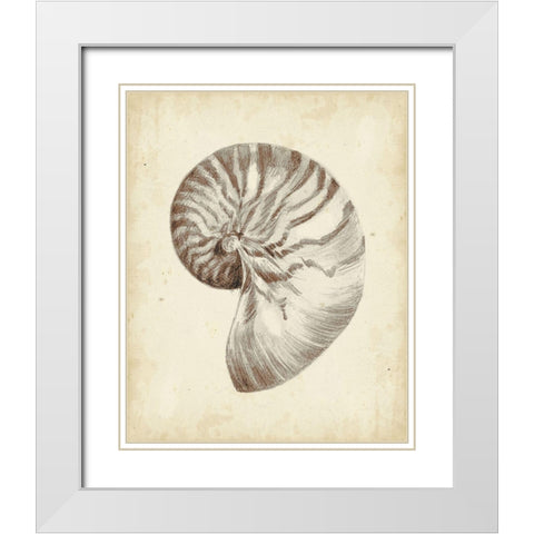 Custom Antique Shell Study I (ASH) White Modern Wood Framed Art Print with Double Matting by Harper, Ethan