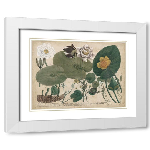 European White Waterlily White Modern Wood Framed Art Print with Double Matting by Weinmann