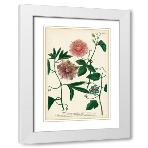 Antique Passion Flower I White Modern Wood Framed Art Print with Double Matting by Weinmann