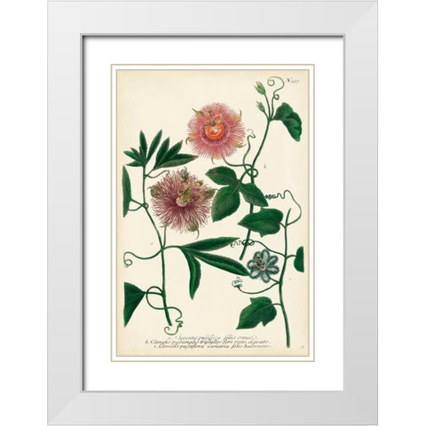 Antique Passion Flower I White Modern Wood Framed Art Print with Double Matting by Weinmann