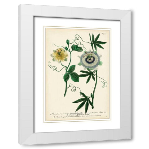 Antique Passion Flower II White Modern Wood Framed Art Print with Double Matting by Weinmann