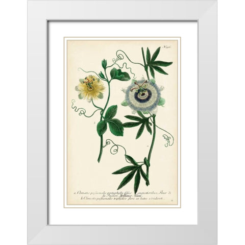 Antique Passion Flower II White Modern Wood Framed Art Print with Double Matting by Weinmann
