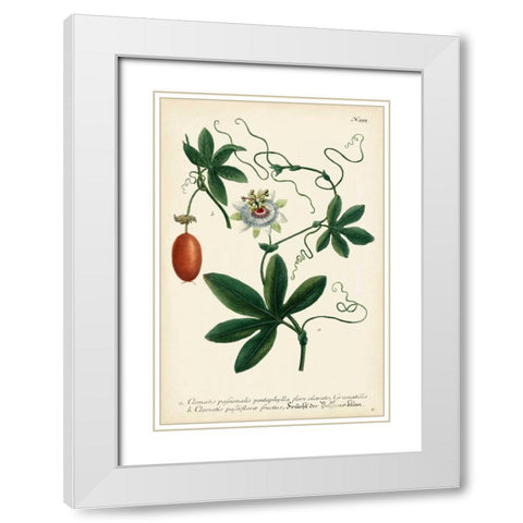 Antique Passion Flower III White Modern Wood Framed Art Print with Double Matting by Weinmann