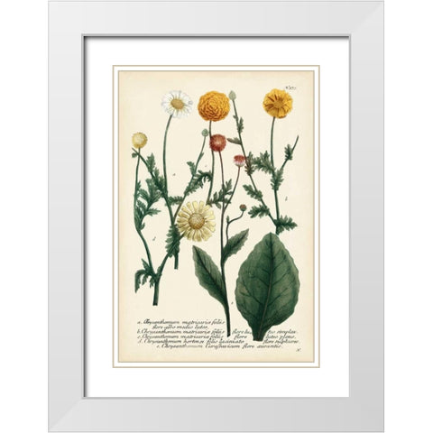 Saffron Garden II White Modern Wood Framed Art Print with Double Matting by Weinmann