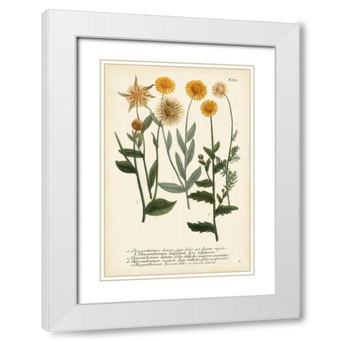 Saffron Garden III White Modern Wood Framed Art Print with Double Matting by Weinmann