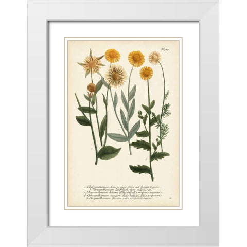Saffron Garden III White Modern Wood Framed Art Print with Double Matting by Weinmann