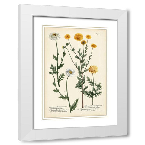 Saffron Garden IV White Modern Wood Framed Art Print with Double Matting by Weinmann