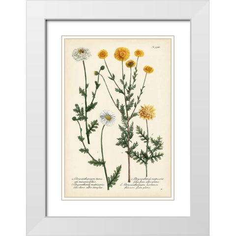 Saffron Garden IV White Modern Wood Framed Art Print with Double Matting by Weinmann