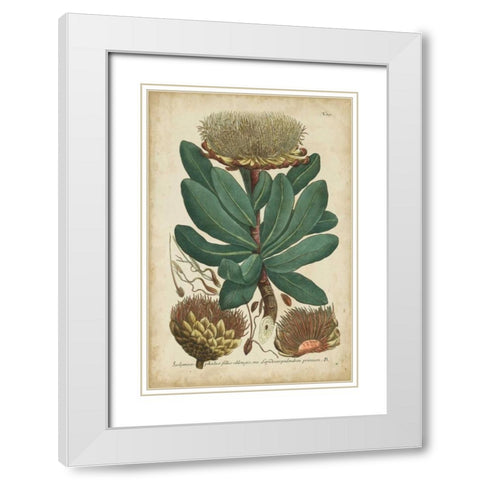 Weinmann Foliage and Fruit I White Modern Wood Framed Art Print with Double Matting by Weinmann