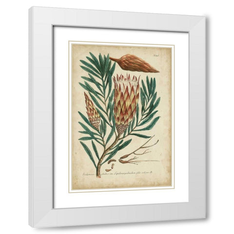 Weinmann Foliage and Fruit III White Modern Wood Framed Art Print with Double Matting by Weinmann