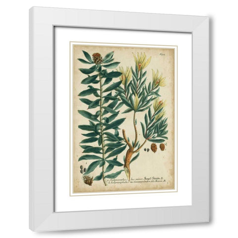 Weinmann Foliage and Fruit IV White Modern Wood Framed Art Print with Double Matting by Weinmann