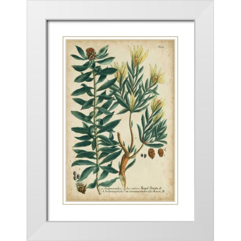 Weinmann Foliage and Fruit IV White Modern Wood Framed Art Print with Double Matting by Weinmann