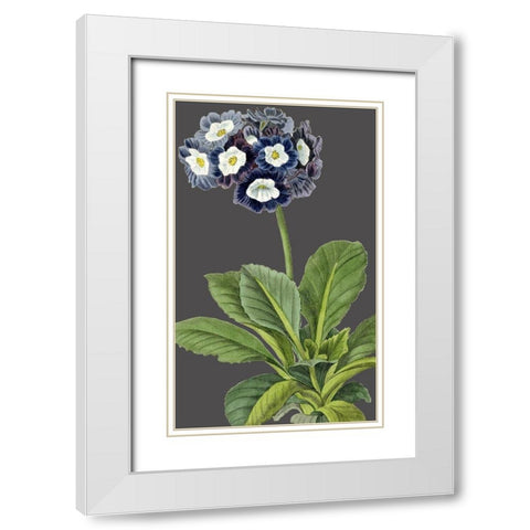 30x18 Midnight Garden Varieties IV (ASH) White Modern Wood Framed Art Print with Double Matting by Vision Studio