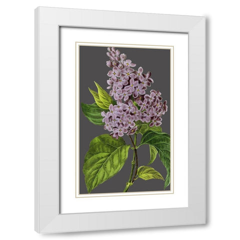 30x18 Midnight Garden Varieties V (ASH) White Modern Wood Framed Art Print with Double Matting by Vision Studio