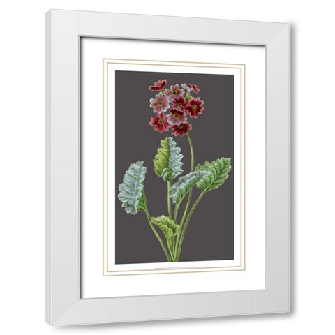 Midnight Garden Varieties VI White Modern Wood Framed Art Print with Double Matting by Vision Studio