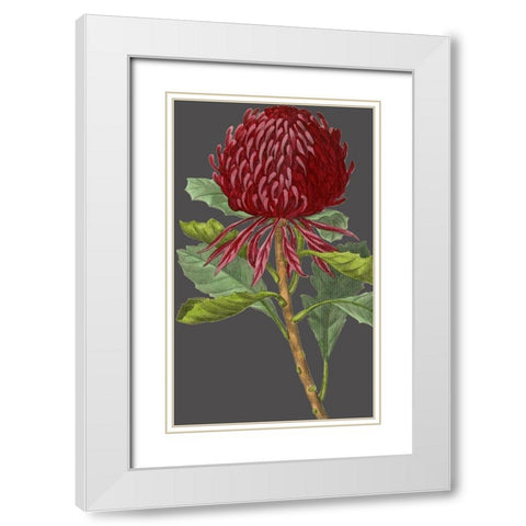 30x18 Midnight Garden Varieties VIII (ASH) White Modern Wood Framed Art Print with Double Matting by Vision Studio