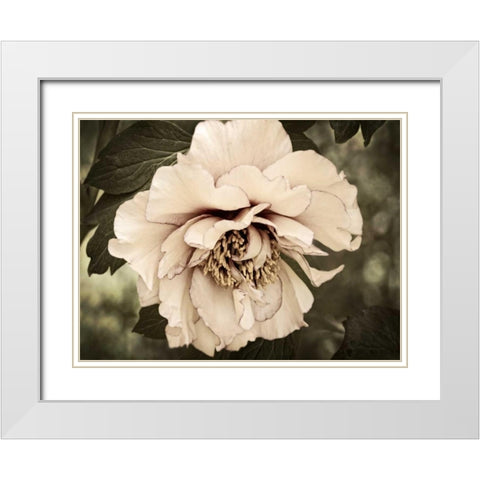 Golden Era Peony IV White Modern Wood Framed Art Print with Double Matting by Perry, Rachel