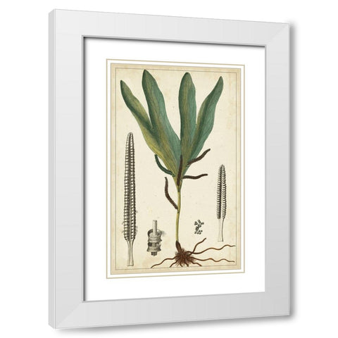 40x24 Foliage Botanique II (ASH) White Modern Wood Framed Art Print with Double Matting by Turpin