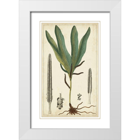 40x24 Foliage Botanique II (ASH) White Modern Wood Framed Art Print with Double Matting by Turpin