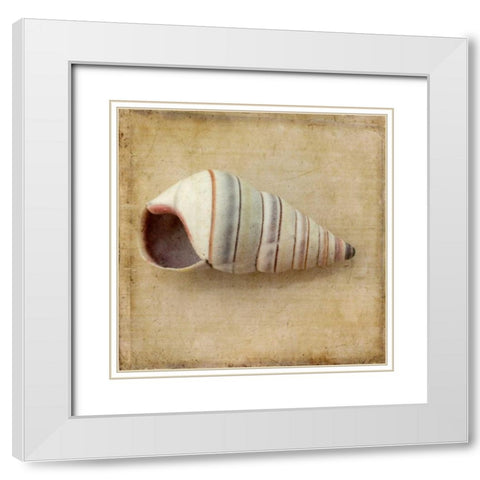 Sepia Shell IV White Modern Wood Framed Art Print with Double Matting by Stalus, Judy