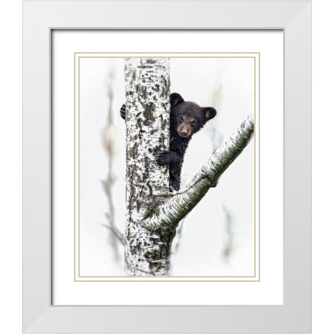 Bears at Play V White Modern Wood Framed Art Print with Double Matting by PHBurchett