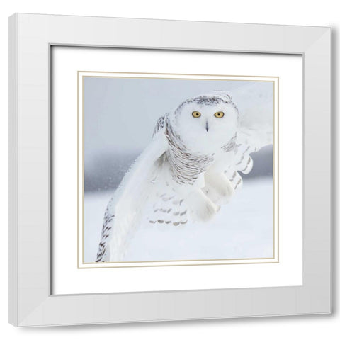 Owl in Flight I White Modern Wood Framed Art Print with Double Matting by Burchett, PH