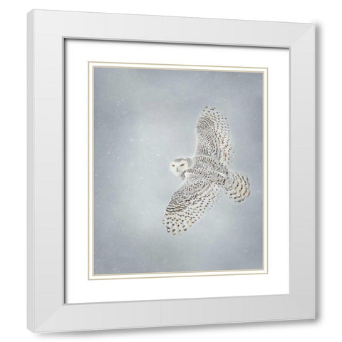 Owl in Flight II White Modern Wood Framed Art Print with Double Matting by Burchett, PH