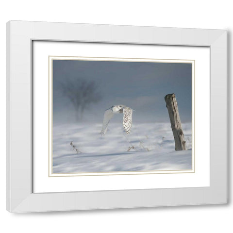 Owl in Flight VI White Modern Wood Framed Art Print with Double Matting by Burchett, PH