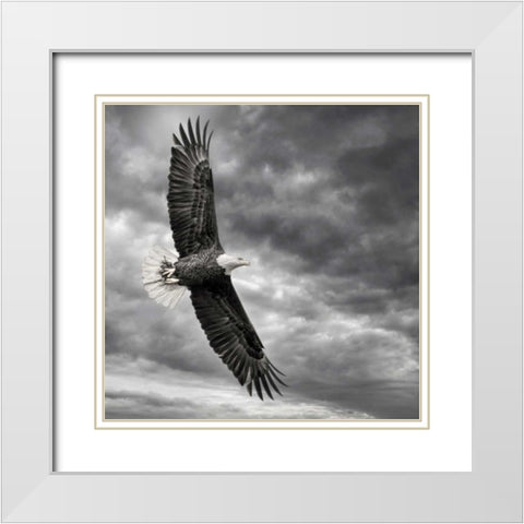Eagle in Flight White Modern Wood Framed Art Print with Double Matting by Burchett, PH